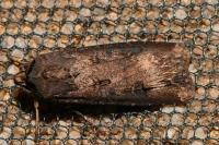 Agrotis ipsilon