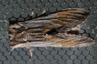Harpyia milhauseri