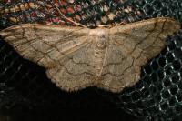 Idaea aversata
