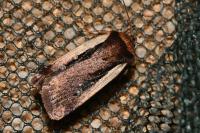 Ochropleura plecta