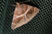 Dysgonia algira
