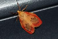 Miltochrista miniata