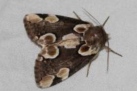 Thyatira batis
