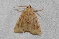 Cosmia trapezina