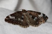 Perizoma alchemillata
