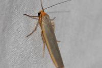 Manulea complana