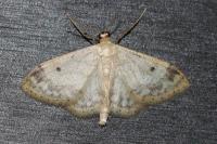 Idaea biselata