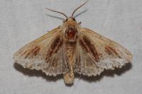 Ptilodon cucullina