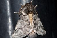 Thaumetopoea processionea