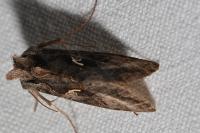Autographa gamma