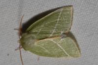 Bena bicolorana