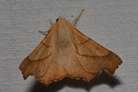 Ennomos fuscantaria