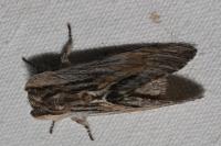 Harpyia milhauseri
