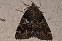 Catocala sponsa