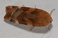 Noctua fimbriata