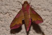 Deilephila porcellus