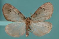 Paidia rica