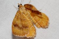 Camptogramma bilineata