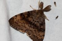 Lymantria dispar