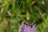 Nemophora metallica