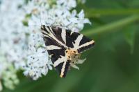 Euplagia quadripunctaria