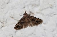 Alucita hexadactyla