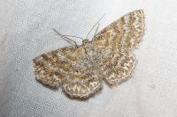 Scopula immorata