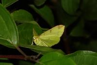 Opisthograptis luteolata