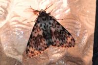 Lymantria monacha