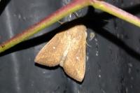 Mythimna albipuncta