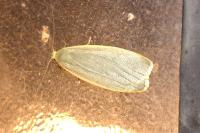 Collita griseola