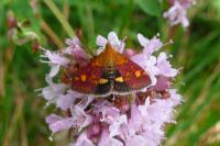 Pyrausta aurata