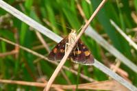 Pyrausta aurata
