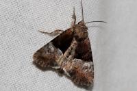 Mesoligia furuncula