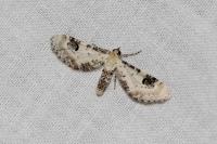 Eupithecia centaureata