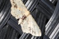 Idaea dimidiata