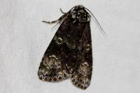 Craniophora ligustri