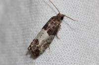 Spilonota ocellana