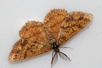 Ematurga atomaria