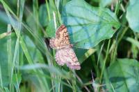 Ematurga atomaria