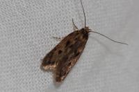 Borkhausenia fuscescens