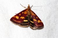Pyrausta purpuralis