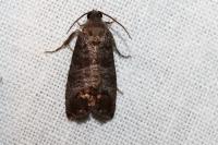 Cydia pomonella