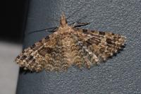 Alucita hexadactyla