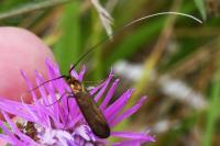 Nemophora metallica