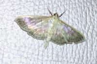 Patania ruralis