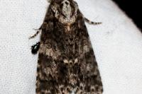 Acronicta rumicis