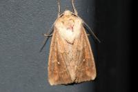 Mythimna albipuncta
