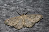 Idaea aversata