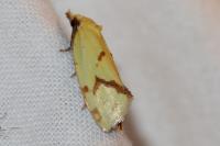 Agapeta hamana